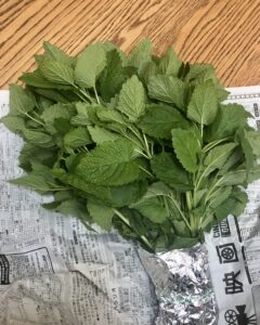 レモンバーム