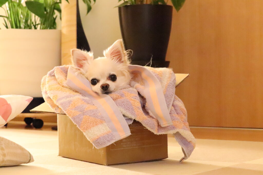 こじお